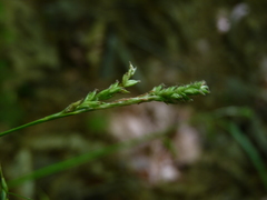 Carex oxylepis