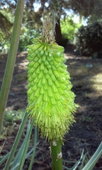 Kniphofia uvaria