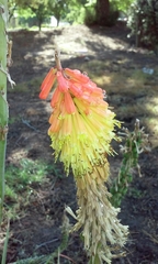 Kniphofia uvaria