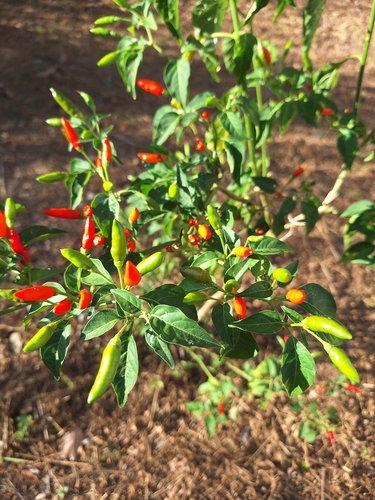 Image of Capsicum frutescens by (c) Francisco V. Bezerra Neto, some rights reserved (CC BY-SA)