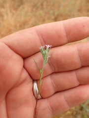 Eriastrum filifolium