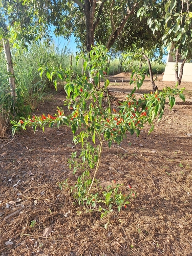 Image of Capsicum frutescens by (c) Francisco V. Bezerra Neto, some rights reserved (CC BY-SA)