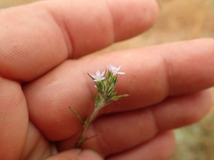 Eriastrum filifolium