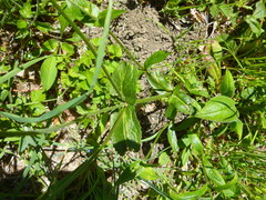 Knautia dipsacifolia