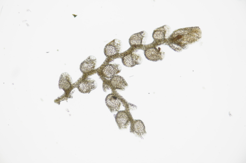 Microlejeunea bullata