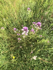 Castilleja densiflora gracilis