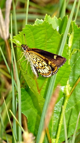 Large Chequered Skipper