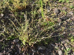 Myosotis ramosissima