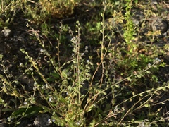Myosotis ramosissima