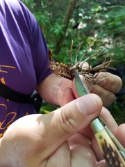 Procambarus pentastylus