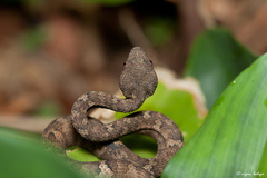 Craspedocephalus malabaricus