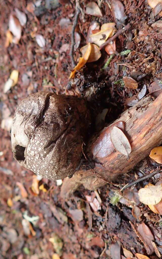 Umber-brown Puffball from Southland District, Southland, New Zealand on ...