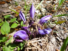 Lathraea clandestina