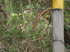 Oxalis tabaconasensis