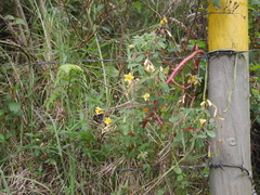 Oxalis tabaconasensis