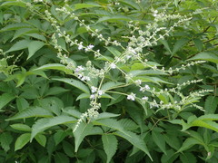 Vitex negundo cannabifolia