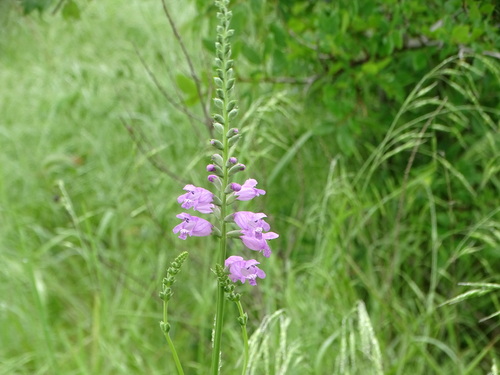 Image of Physostegia pulchella by (c) Nathan May, some rights reserved (CC BY)