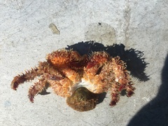 Acantholithodes hispidus
