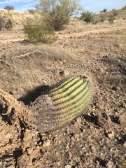 Ferocactus emoryi emoryi