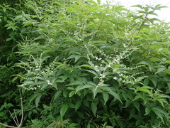 Vitex negundo cannabifolia