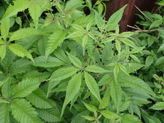 Vitex negundo cannabifolia
