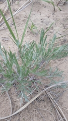 Artemisia campestris caudata