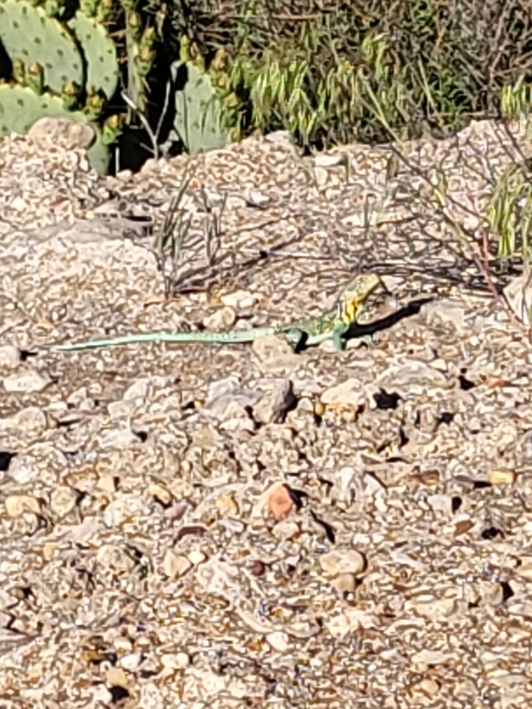 Eastern Collared Lizard from Sweetwater, TX 79556, USA on April 29 ...