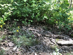 Zonotrichia leucophrys