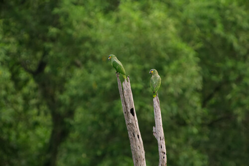 Amazone aourou (Amazona amazonica)