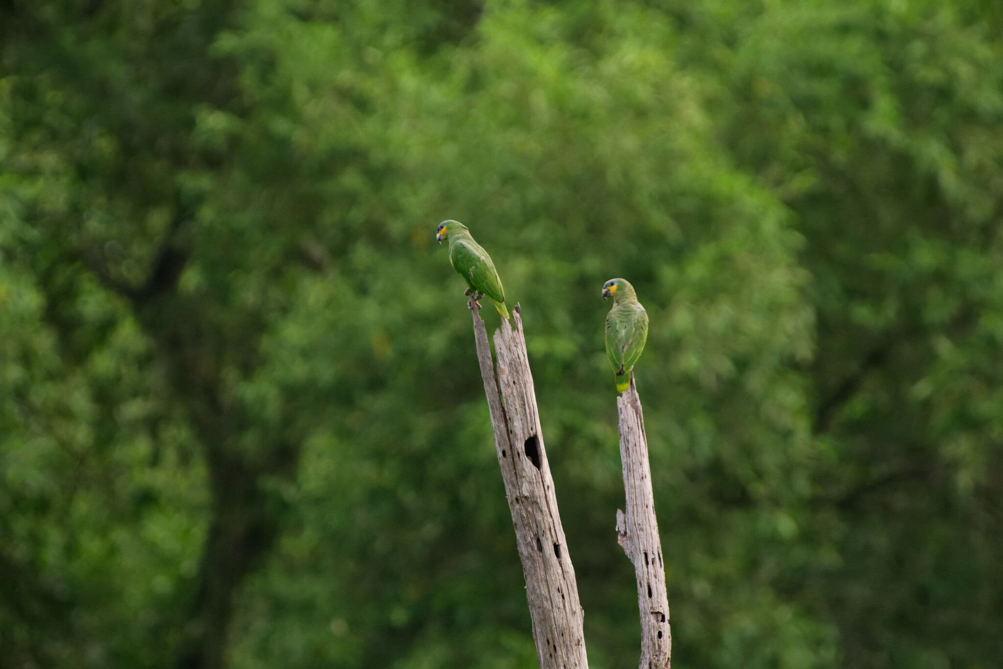 Orange-winged Amazon (Amazona amazonica)
