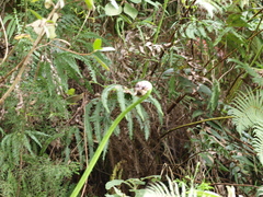 Cyathea conjugata
