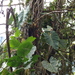 Philodendron longirrhizum - Photo (c) Ana Maria Benavides, some rights reserved (CC BY-NC), uploaded by Ana Maria Benavides