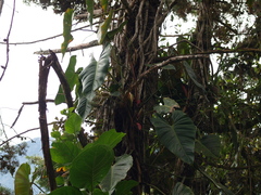 Philodendron longirrhizum