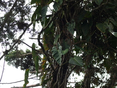 Philodendron longirrhizum