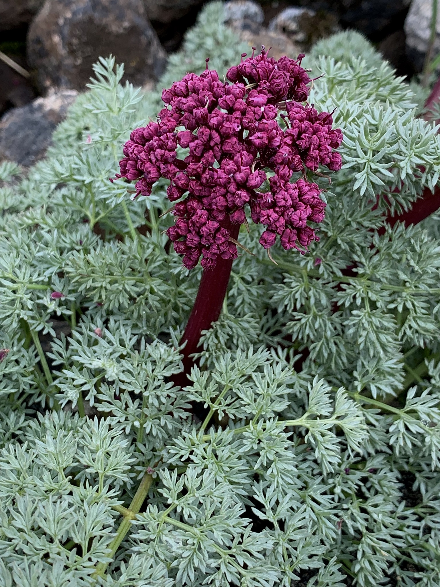 Lomatium minus