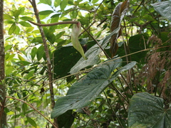 Anthurium yarumalense