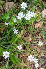 Sisyrinchium albidum