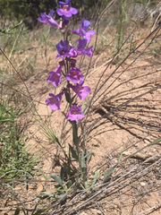 Penstemon secundiflorus