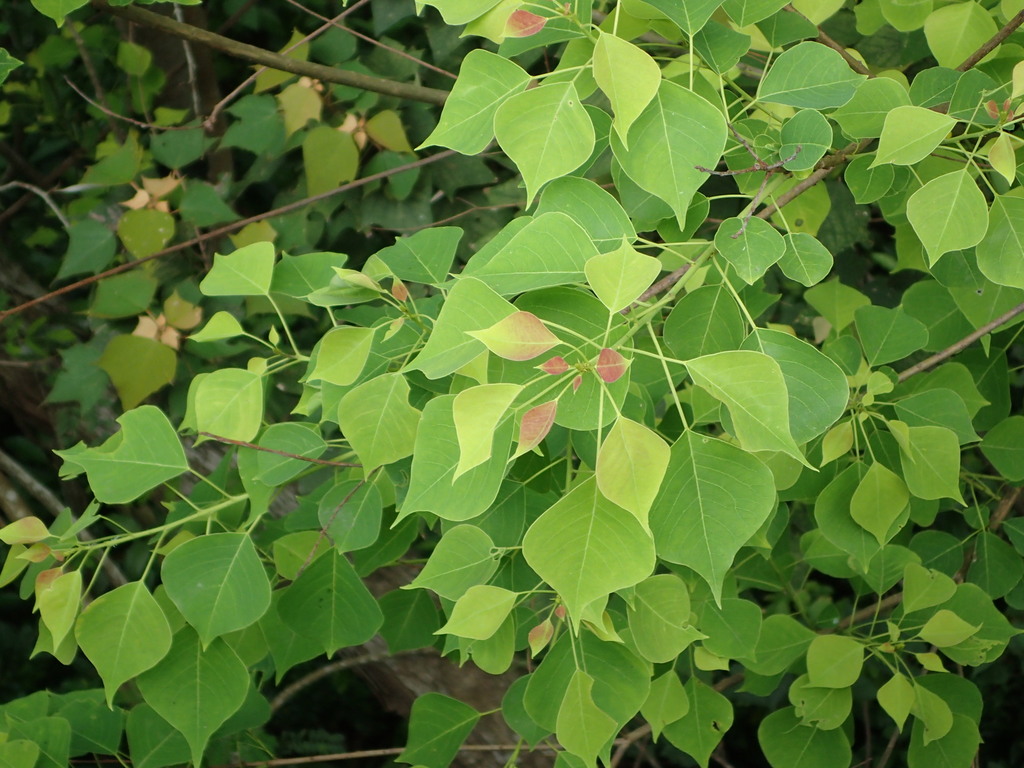 Chinese Tallow (Rabensburg River Refuge) · iNaturalist