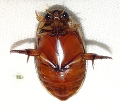 Thermonectus nigrofasciatus