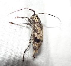 Graphisurus triangulifer