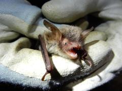 Myotis escalerai