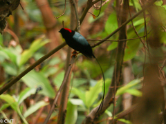 Chiroxiphia linearis