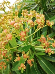 Euphorbia mellifera