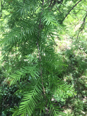 Metasequoia glyptostroboides