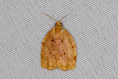 Archips rileyana