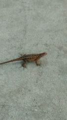 Sceloporus occidentalis