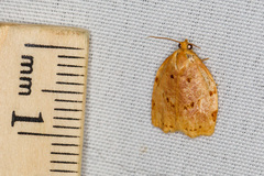 Archips rileyana