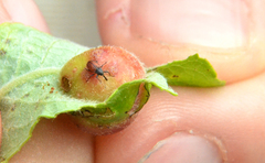 Anthonomus haematopus