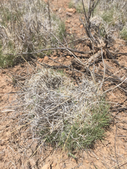 Muhlenbergia torreyi